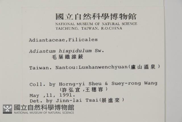 毛葉鐵線蕨藏品圖，第2張