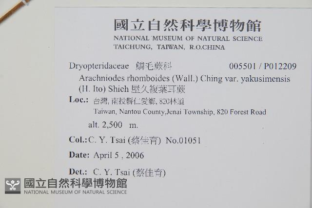 屋久複葉耳蕨藏品圖，第2張