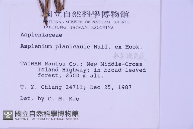 斜葉鐵角蕨藏品圖，第2張