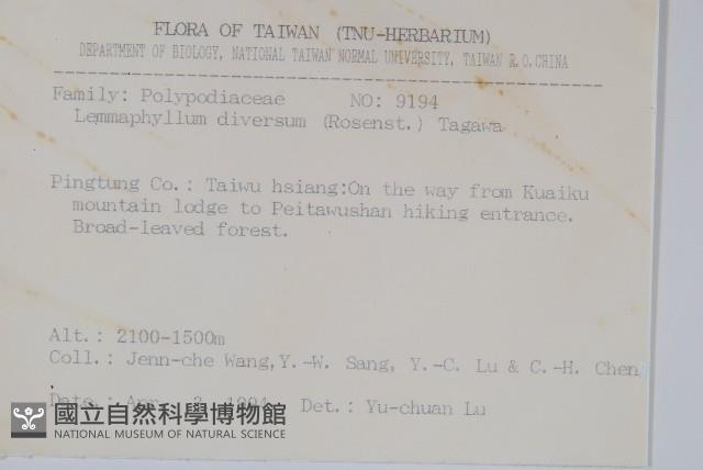 骨牌蕨藏品圖，第2張