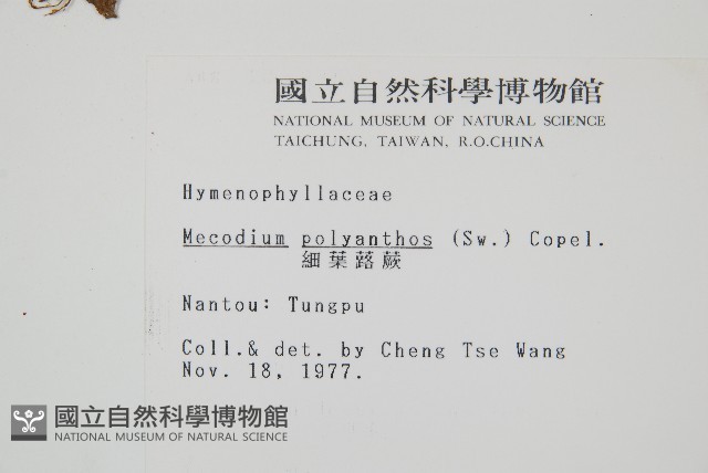 細葉蕗蕨藏品圖，第2張