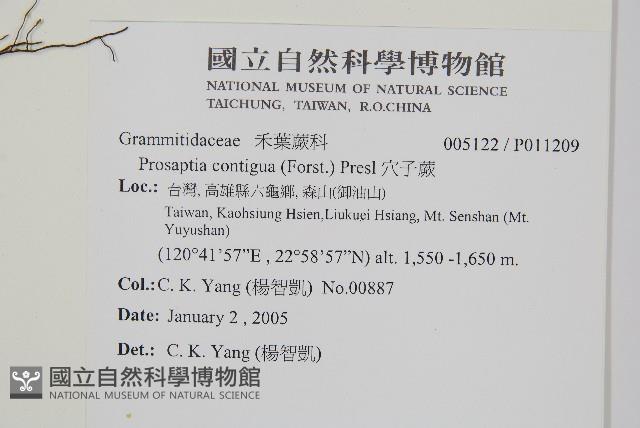 穴子蕨藏品圖，第2張