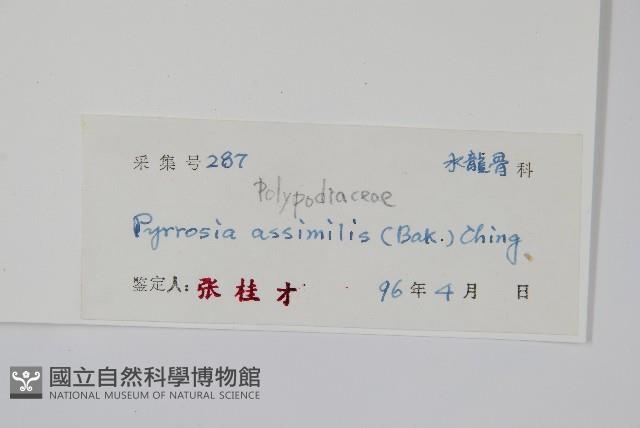 相異石韋藏品圖，第2張