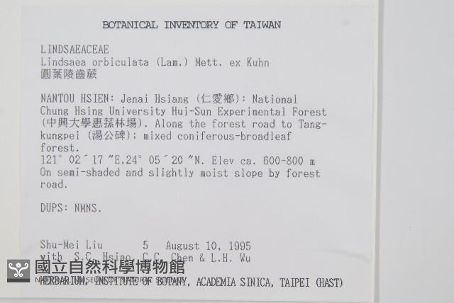 圓葉陵齒蕨藏品圖，第2張