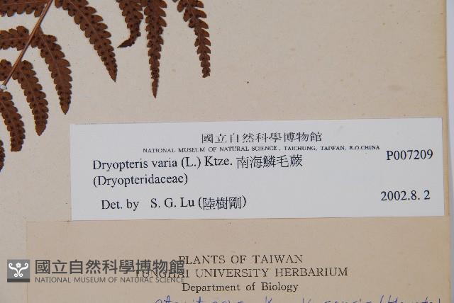 南海鱗毛蕨藏品圖，第2張