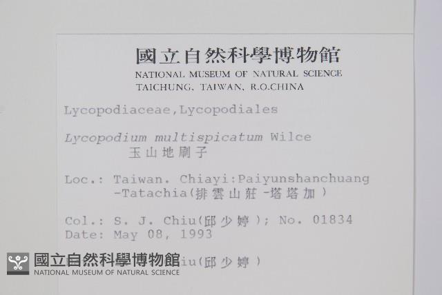 地刷子、多穗石松藏品圖，第2張