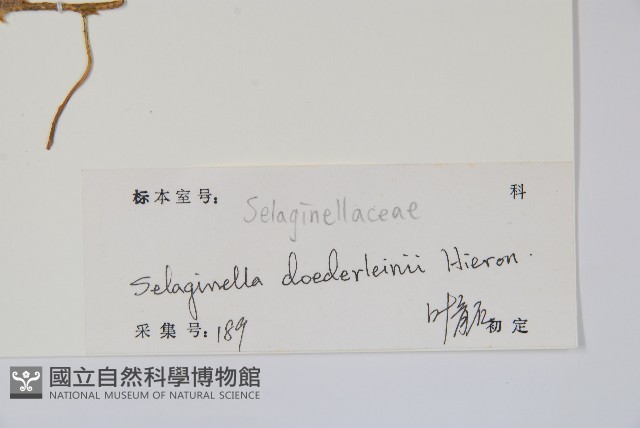 生根卷柏藏品圖，第2張