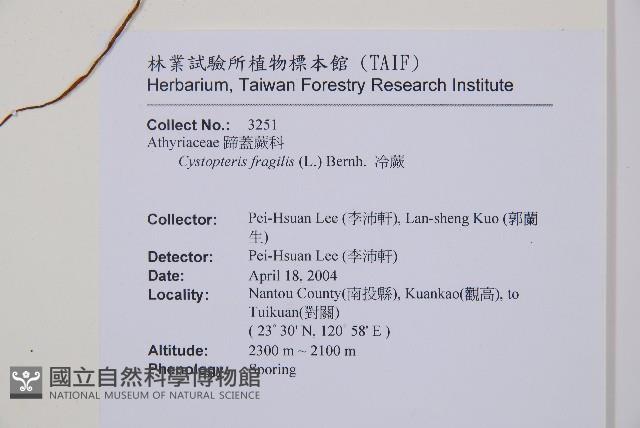 宿蹄蓋蕨藏品圖，第2張