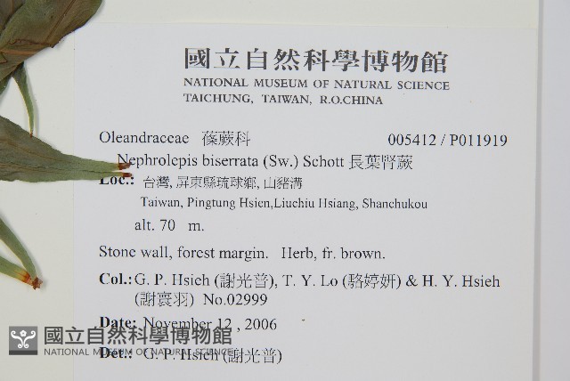 長葉腎蕨藏品圖，第2張