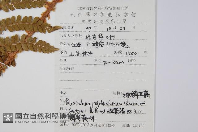 棕鱗毛蕨藏品圖，第2張