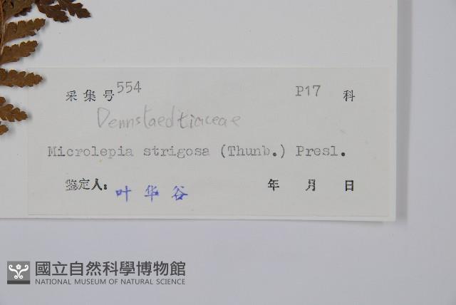 粗毛鱗蓋蕨藏品圖，第2張