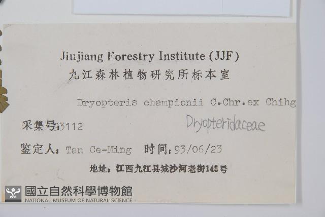 闊鱗鱗毛蕨藏品圖，第2張