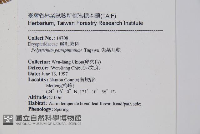 尖葉耳蕨藏品圖，第2張