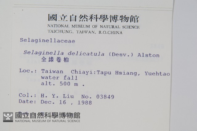 全緣卷柏藏品圖，第2張