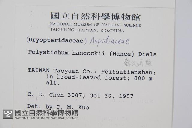 韓氏耳蕨藏品圖，第2張