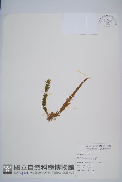 福氏石松藏品圖，第1張