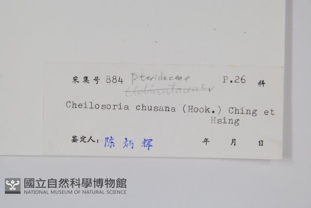 毛軸碎米蕨藏品圖，第2張