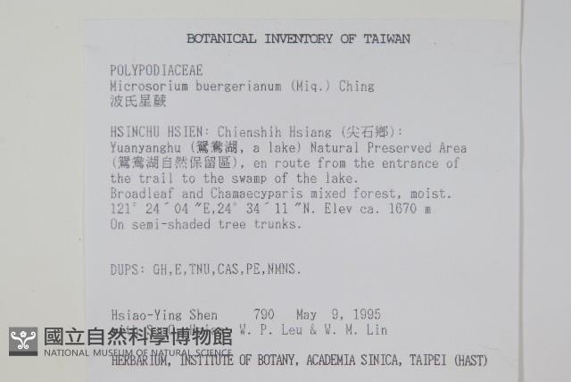 波氏星蕨藏品圖，第2張