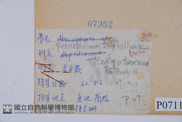 新月蕨藏品圖，第2張