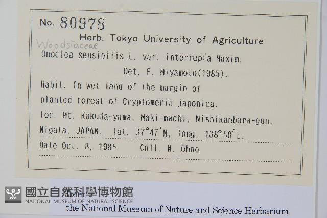 球子蕨藏品圖，第2張