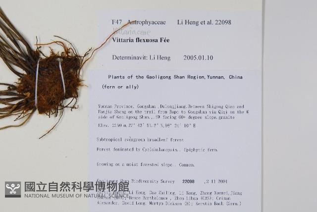 書帶蕨藏品圖，第2張