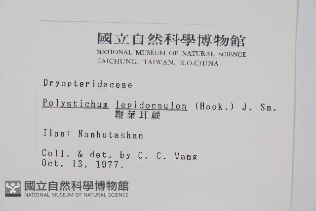 鞭葉耳蕨藏品圖，第2張