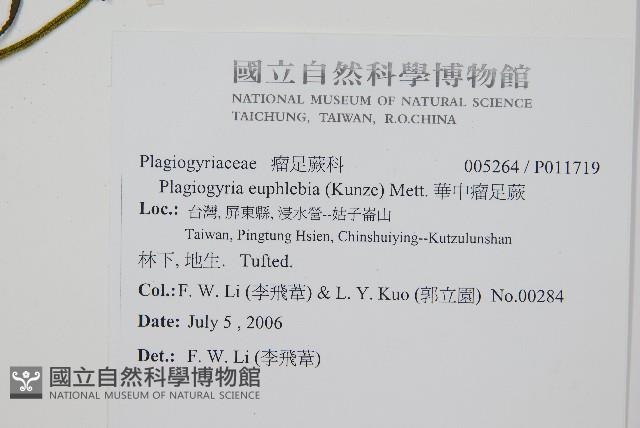 華中瘤足蕨藏品圖，第2張