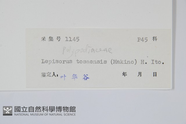 擬瓦葦藏品圖，第2張