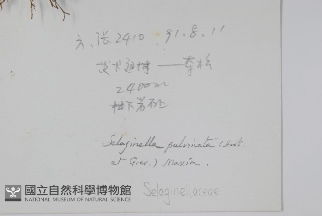 墊狀卷柏藏品圖，第2張