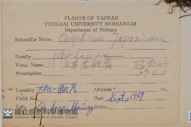 日本金粉蕨藏品圖，第2張