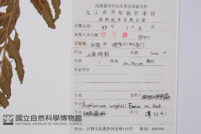 萊氏鐵角蕨藏品圖，第2張