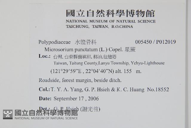 星蕨藏品圖，第2張