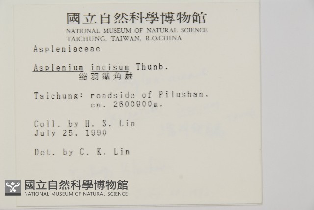 縮羽鐵角蕨藏品圖，第2張