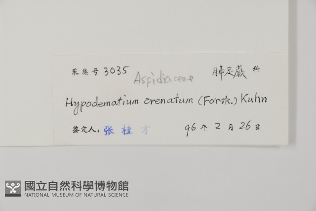 腫足蕨藏品圖，第2張