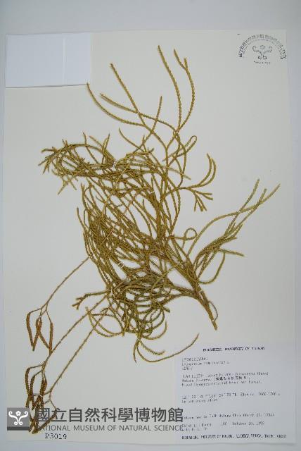 地刷子藏品圖，第1張