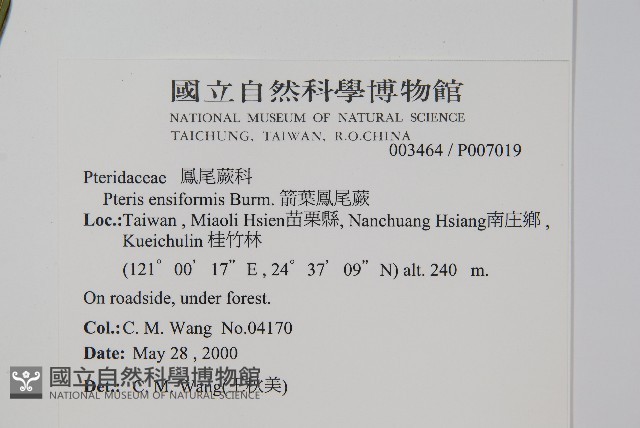 箭葉鳳尾蕨藏品圖，第2張