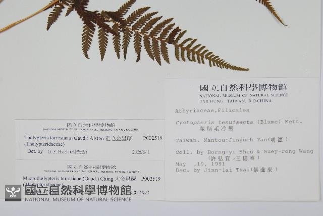 粗毛金星蕨藏品圖，第2張