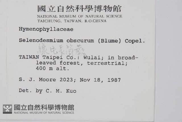 線片長筒蕨藏品圖，第2張