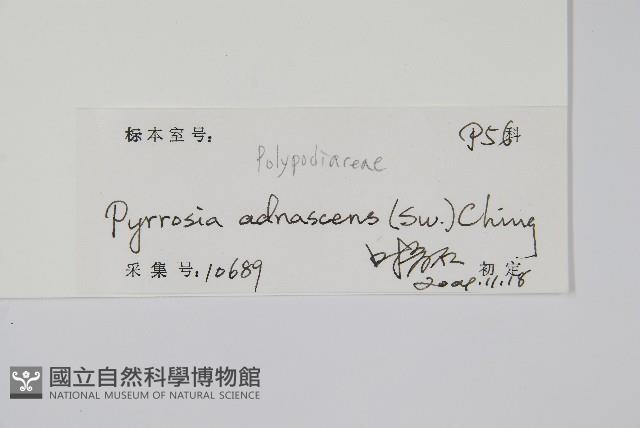 抱樹石葦藏品圖，第2張