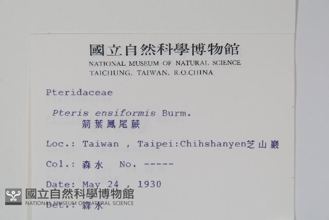 箭葉鳳尾蕨藏品圖，第2張