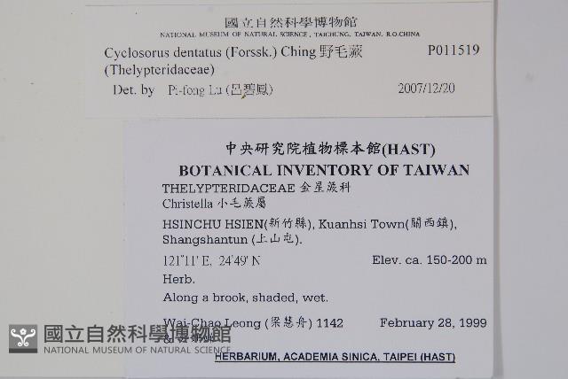 野毛蕨藏品圖，第2張