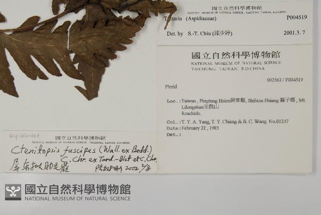 屏東擬肋毛蕨藏品圖，第2張