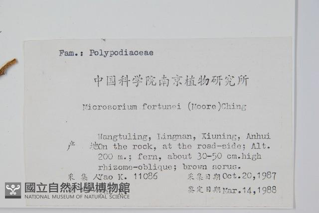 大星蕨藏品圖，第2張