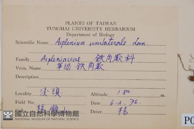 單邊鐵角蕨藏品圖，第2張