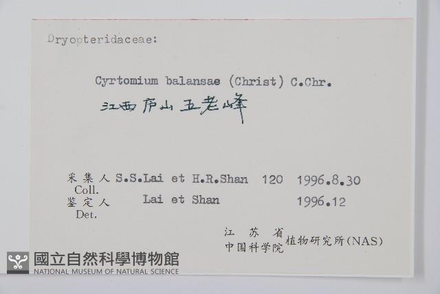 鐮羽貫眾藏品圖，第2張