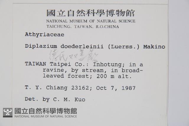 德氏雙蓋蕨藏品圖，第2張