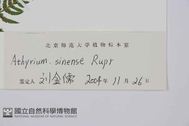 狹葉蹄蓋蕨藏品圖，第5張