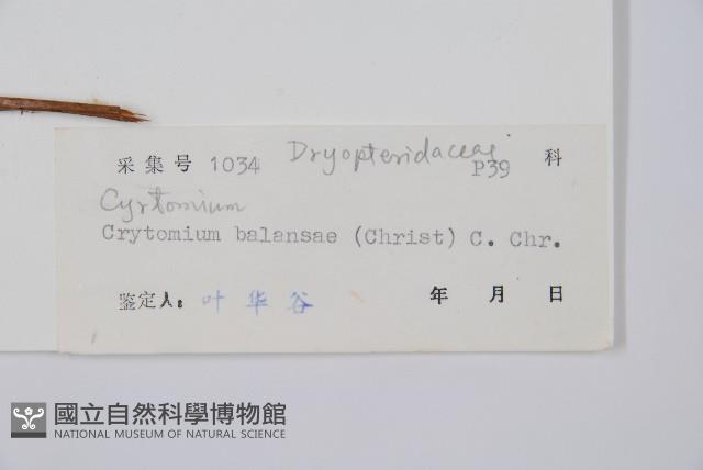 鐮羽貫眾藏品圖，第2張