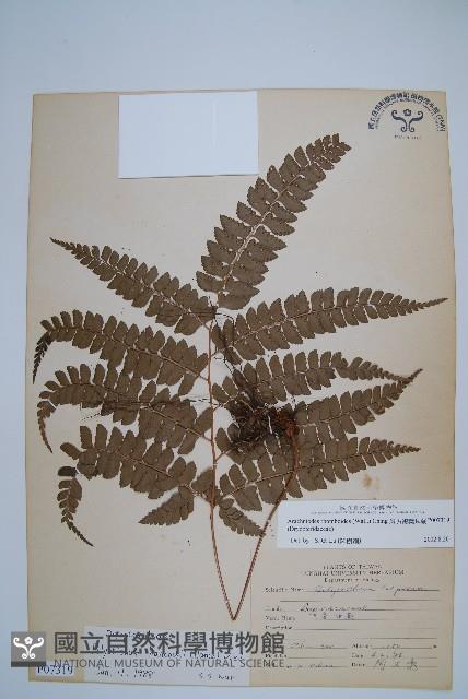 斜方複葉耳蕨藏品圖，第1張