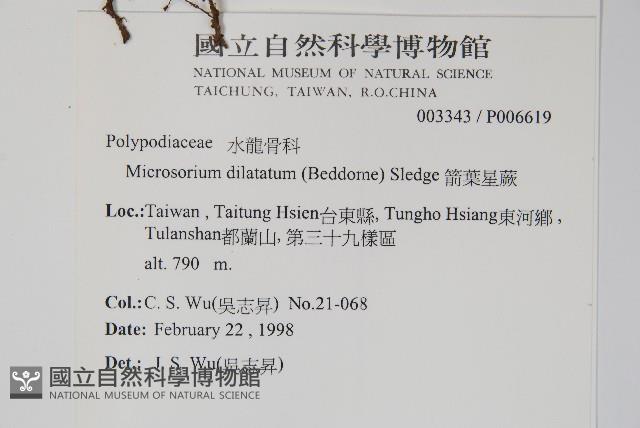 箭葉星蕨藏品圖，第2張